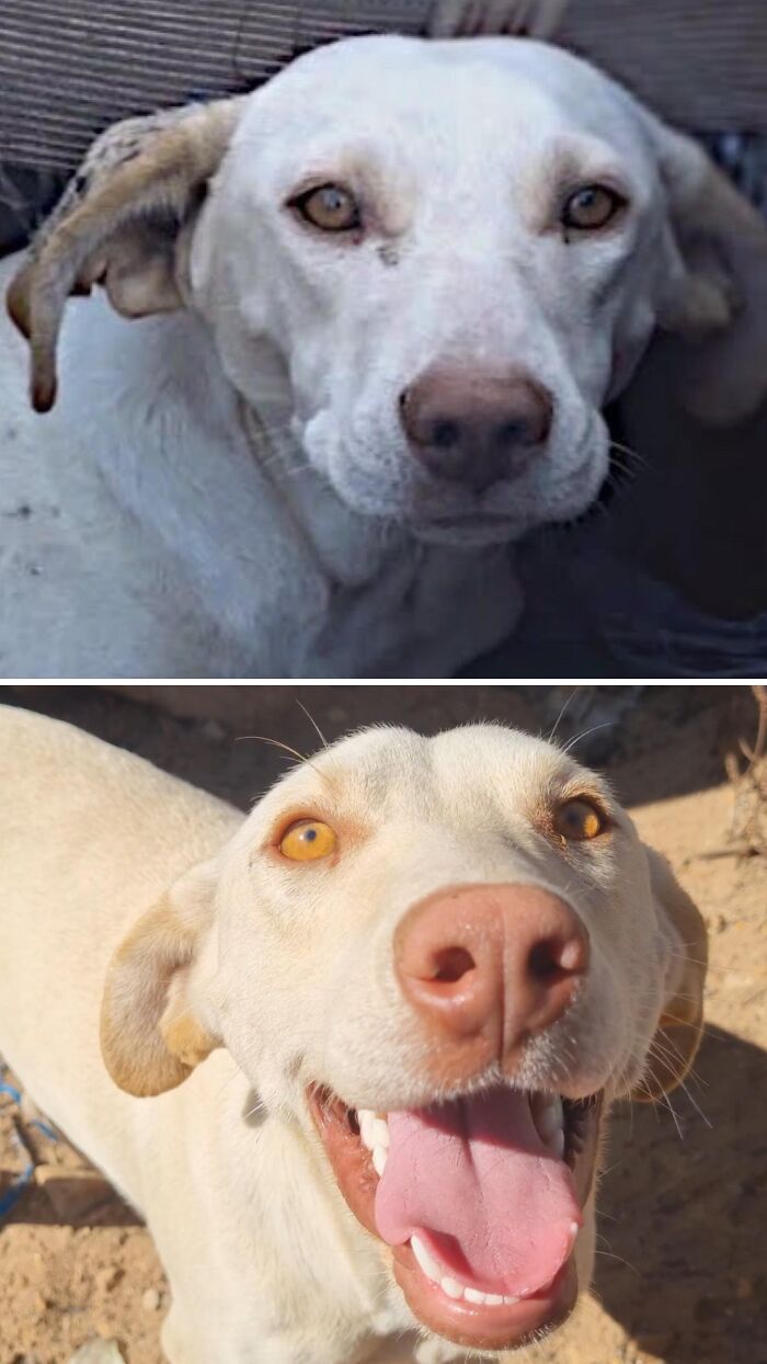 39 Dogs Who Went From Neglected To Happy And Healthy, Shared By An Animal Rescue 39 Dogs Who Went From Neglected To Happy And Healthy, Shared By An Animal Rescue