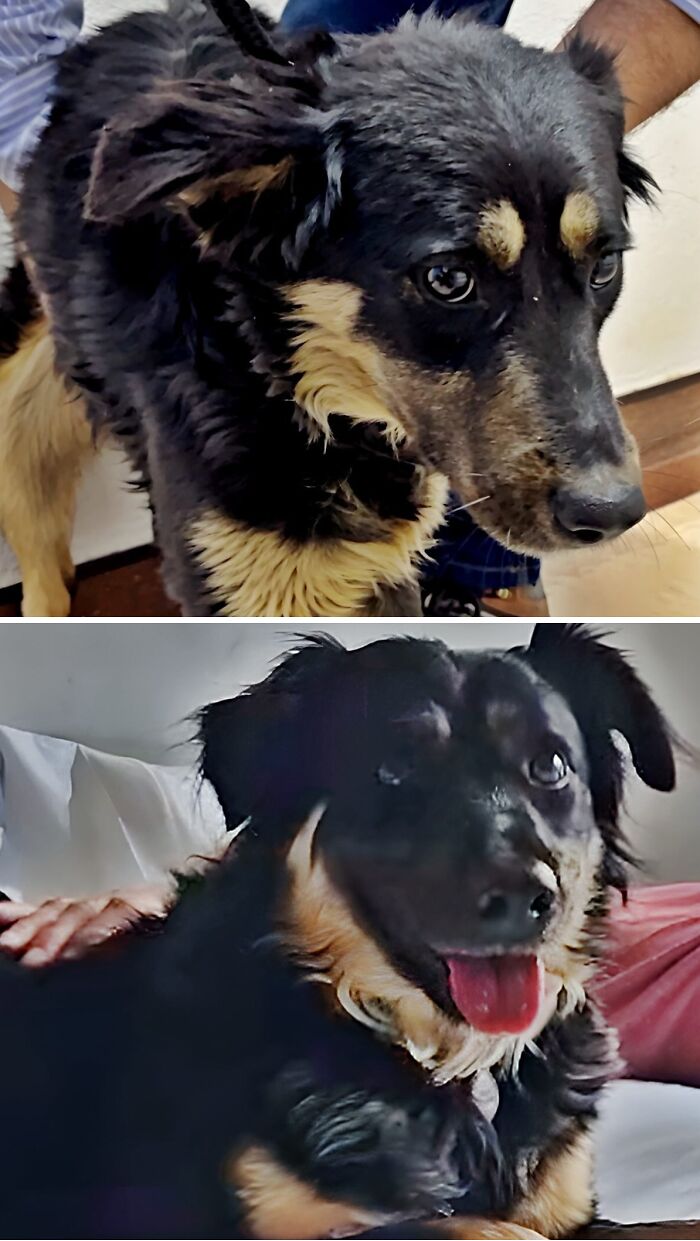 39 Dogs Who Went From Neglected To Happy And Healthy, Shared By An Animal Rescue 39 Dogs Who Went From Neglected To Happy And Healthy, Shared By An Animal Rescue