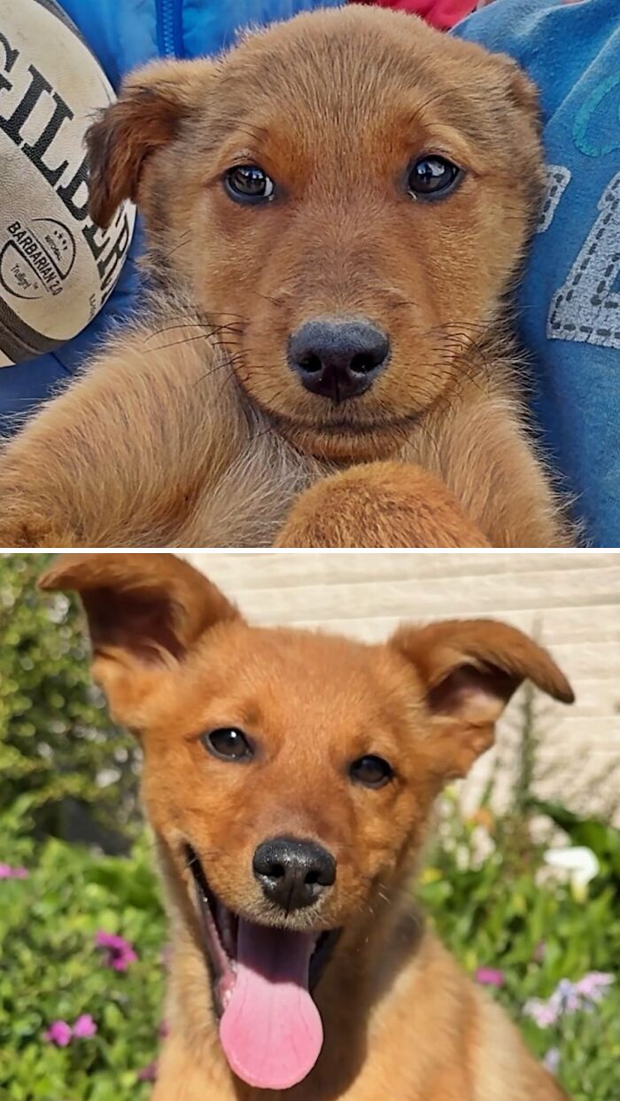 39 Dogs Who Went From Neglected To Happy And Healthy, Shared By An Animal Rescue 39 Dogs Who Went From Neglected To Happy And Healthy, Shared By An Animal Rescue