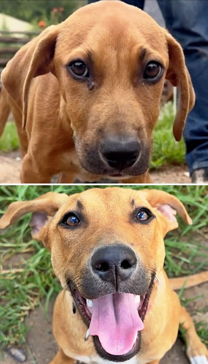 39 Dogs Who Went From Neglected To Happy And Healthy, Shared By An Animal Rescue 39 Dogs Who Went From Neglected To Happy And Healthy, Shared By An Animal Rescue