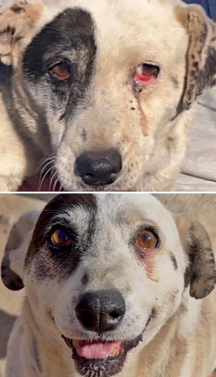 39 Dogs Who Went From Neglected To Happy And Healthy, Shared By An Animal Rescue 39 Dogs Who Went From Neglected To Happy And Healthy, Shared By An Animal Rescue