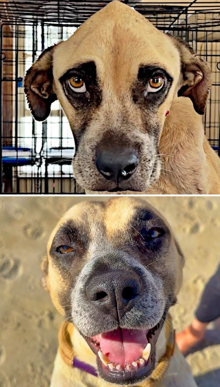 39 Dogs Who Went From Neglected To Happy And Healthy, Shared By An Animal Rescue 39 Dogs Who Went From Neglected To Happy And Healthy, Shared By An Animal Rescue