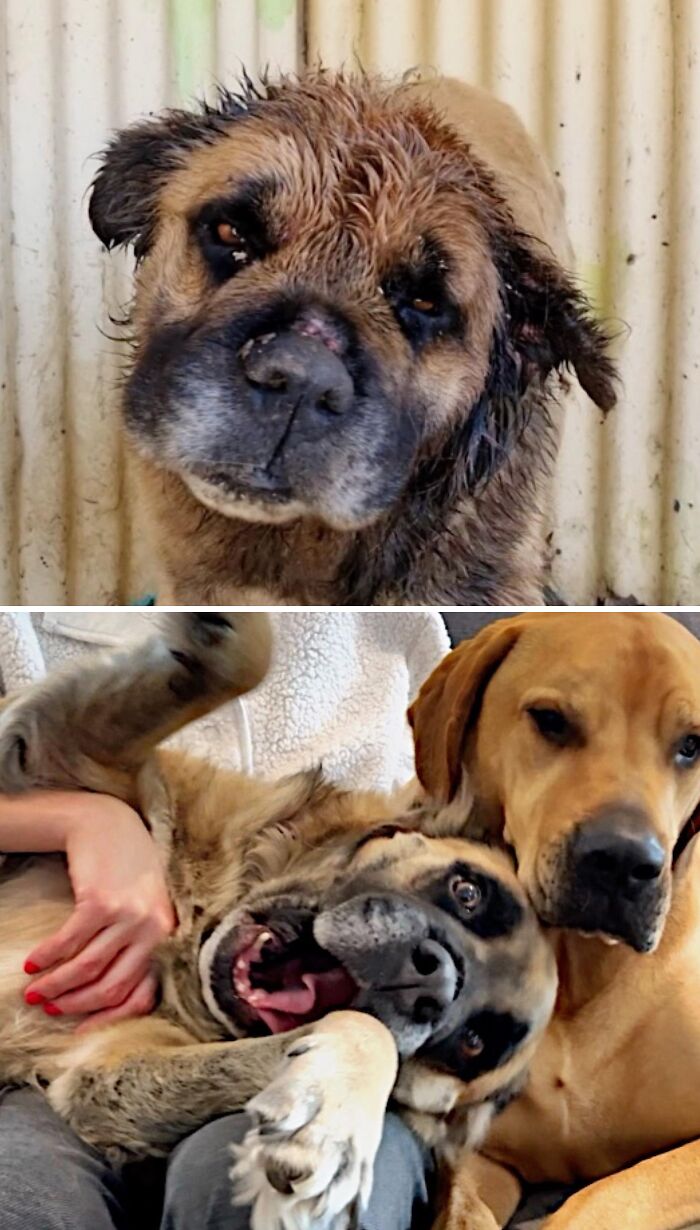 39 Dogs Who Went From Neglected To Happy And Healthy, Shared By An Animal Rescue 39 Dogs Who Went From Neglected To Happy And Healthy, Shared By An Animal Rescue