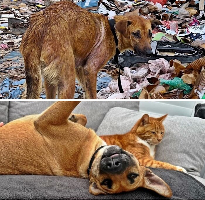 39 Dogs Who Went From Neglected To Happy And Healthy, Shared By An Animal Rescue 39 Dogs Who Went From Neglected To Happy And Healthy, Shared By An Animal Rescue