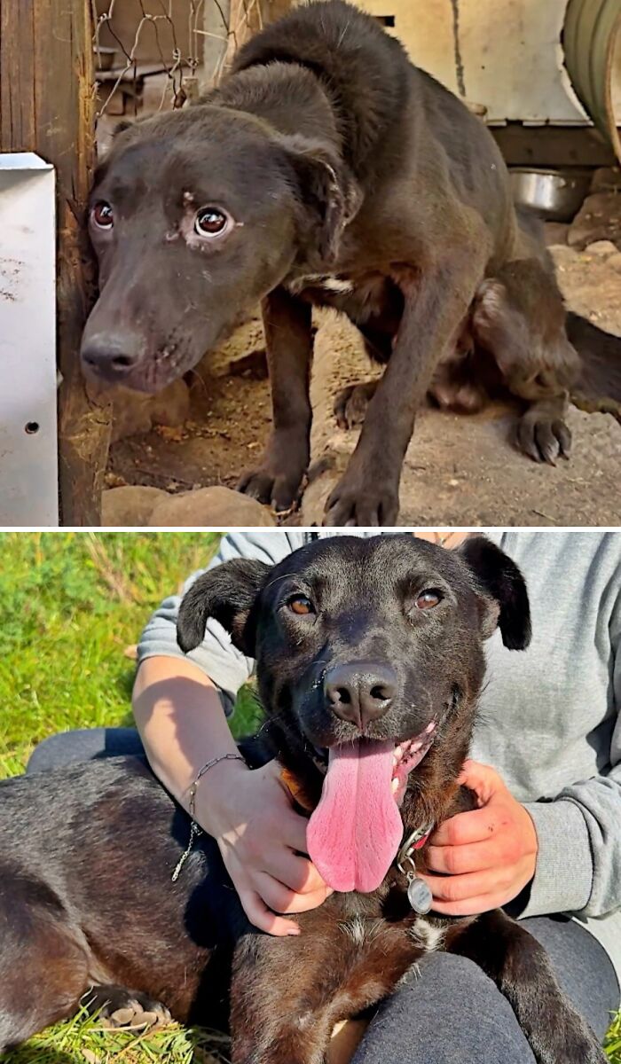 39 Dogs Who Went From Neglected To Happy And Healthy, Shared By An Animal Rescue 39 Dogs Who Went From Neglected To Happy And Healthy, Shared By An Animal Rescue