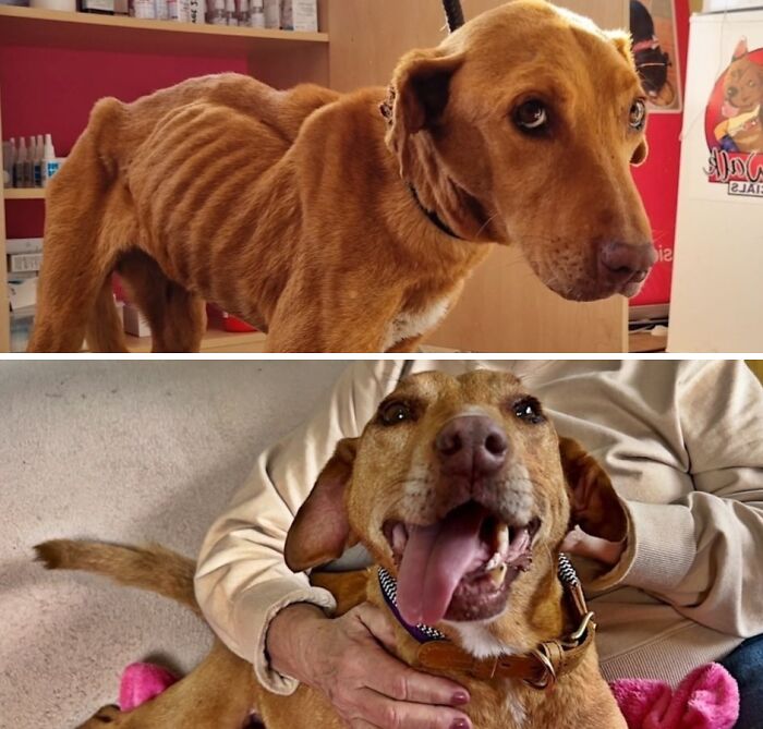 39 Dogs Who Went From Neglected To Happy And Healthy, Shared By An Animal Rescue 39 Dogs Who Went From Neglected To Happy And Healthy, Shared By An Animal Rescue