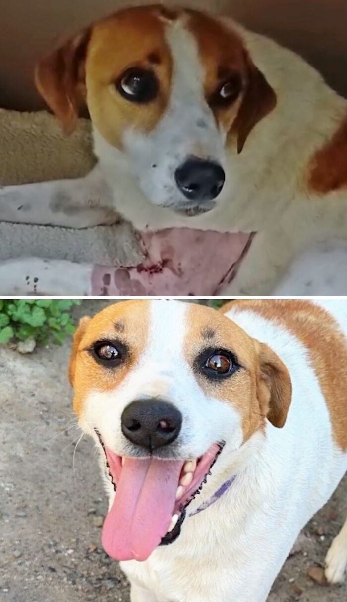 39 Dogs Who Went From Neglected To Happy And Healthy, Shared By An Animal Rescue 39 Dogs Who Went From Neglected To Happy And Healthy, Shared By An Animal Rescue