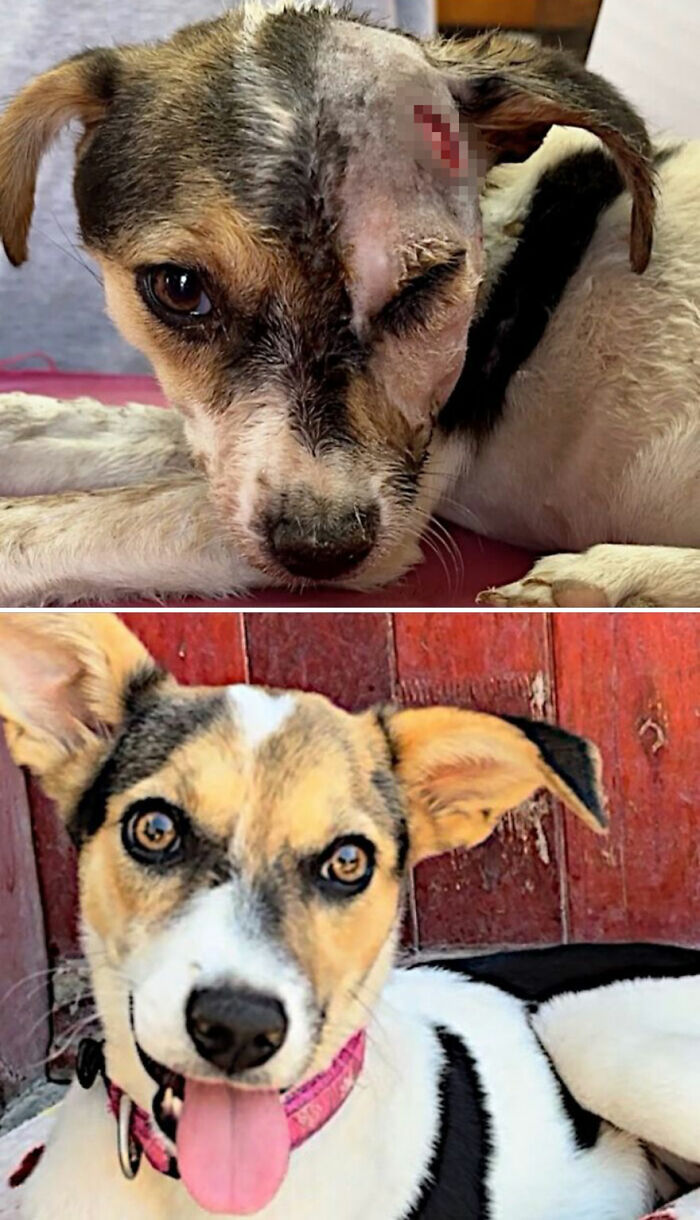 39 Dogs Who Went From Neglected To Happy And Healthy, Shared By An Animal Rescue 39 Dogs Who Went From Neglected To Happy And Healthy, Shared By An Animal Rescue