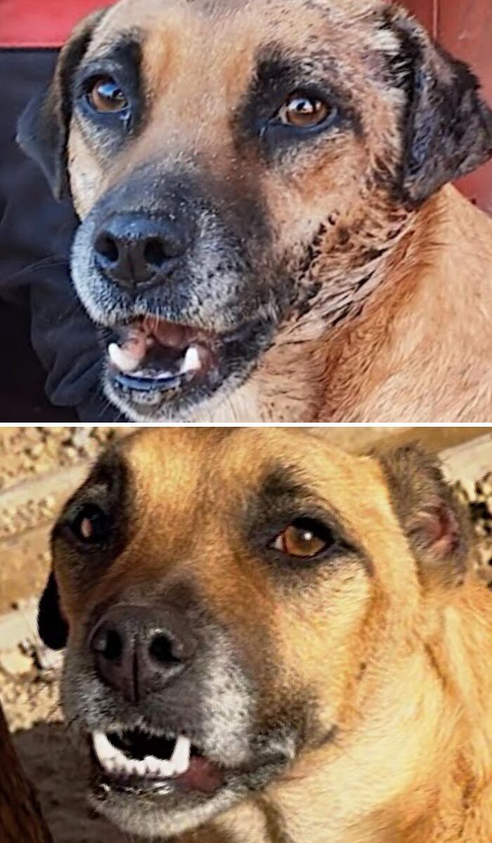 39 Dogs Who Went From Neglected To Happy And Healthy, Shared By An Animal Rescue 39 Dogs Who Went From Neglected To Happy And Healthy, Shared By An Animal Rescue