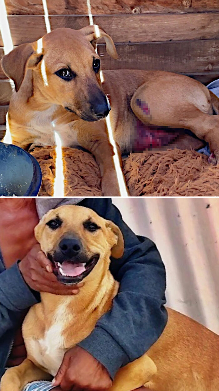 39 Dogs Who Went From Neglected To Happy And Healthy, Shared By An Animal Rescue 39 Dogs Who Went From Neglected To Happy And Healthy, Shared By An Animal Rescue