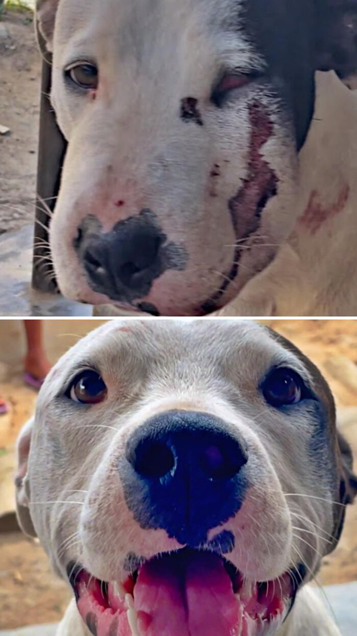 39 Dogs Who Went From Neglected To Happy And Healthy, Shared By An Animal Rescue 39 Dogs Who Went From Neglected To Happy And Healthy, Shared By An Animal Rescue