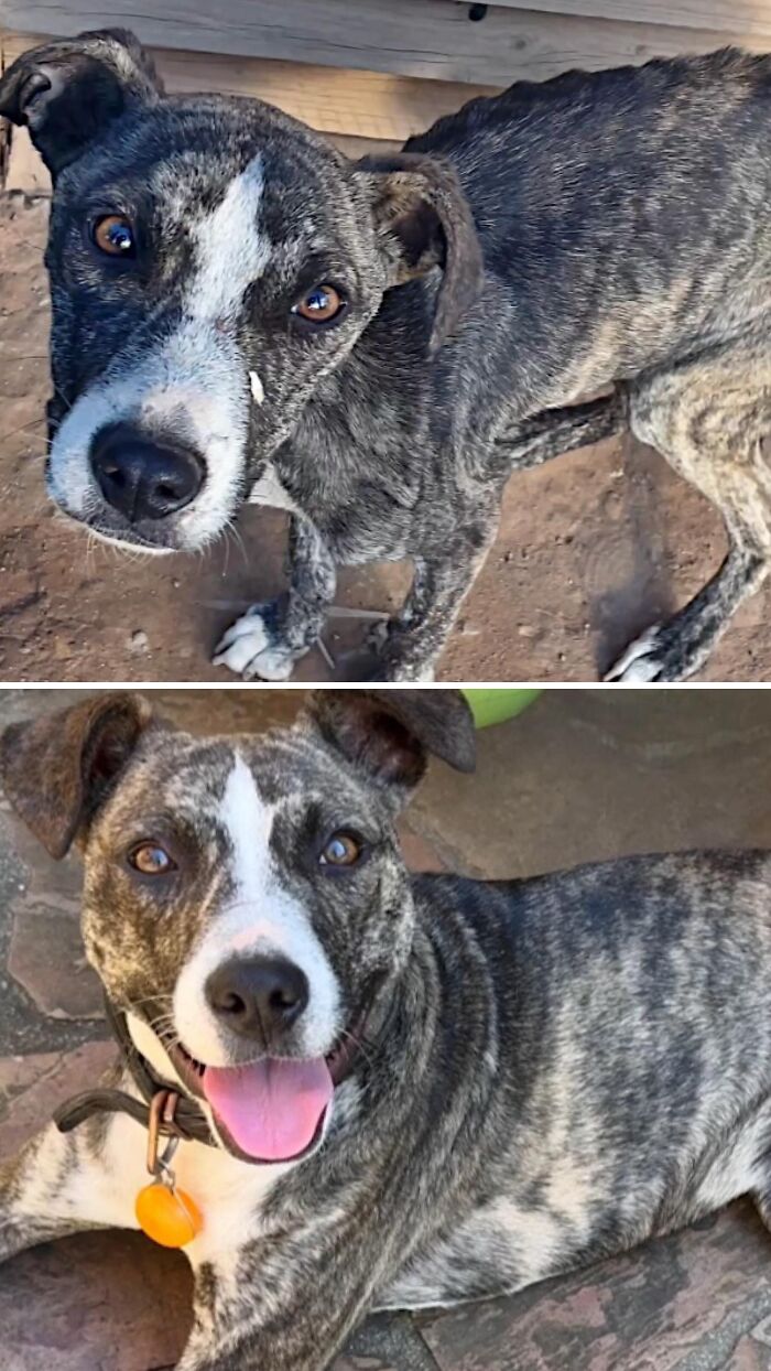 39 Dogs Who Went From Neglected To Happy And Healthy, Shared By An Animal Rescue 39 Dogs Who Went From Neglected To Happy And Healthy, Shared By An Animal Rescue