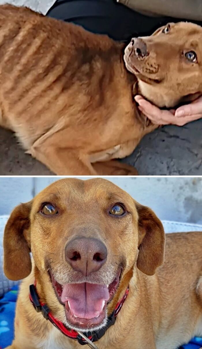 39 Dogs Who Went From Neglected To Happy And Healthy, Shared By An Animal Rescue 39 Dogs Who Went From Neglected To Happy And Healthy, Shared By An Animal Rescue