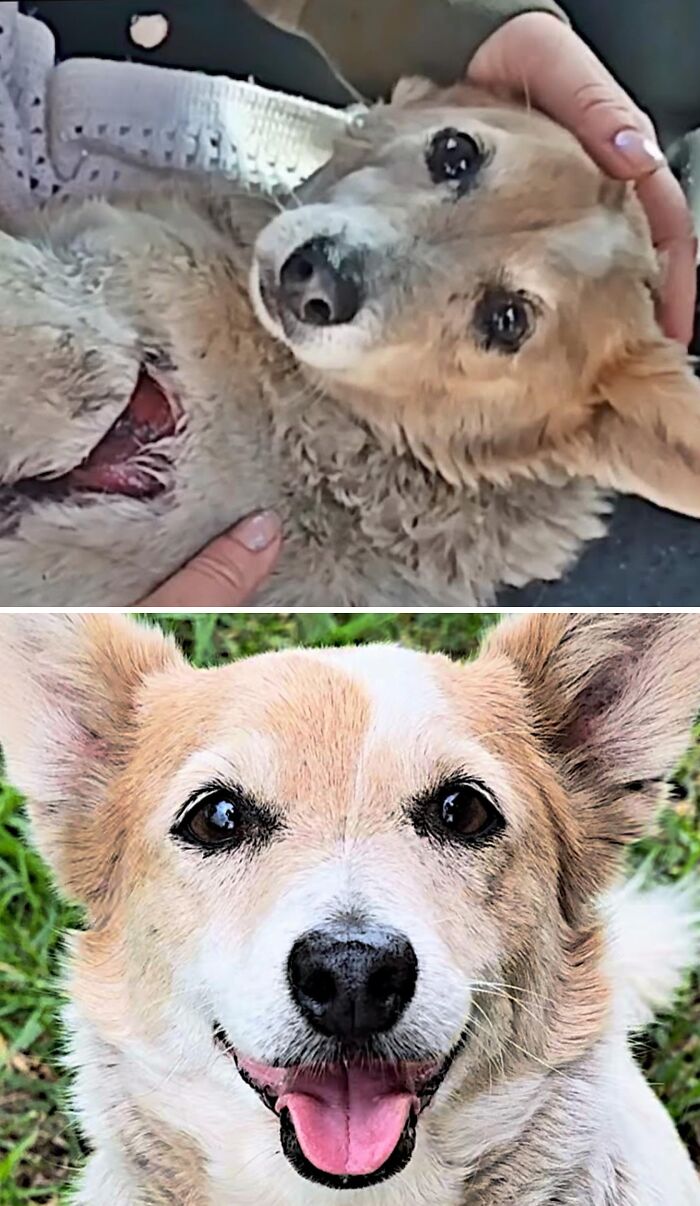 39 Dogs Who Went From Neglected To Happy And Healthy, Shared By An Animal Rescue 39 Dogs Who Went From Neglected To Happy And Healthy, Shared By An Animal Rescue