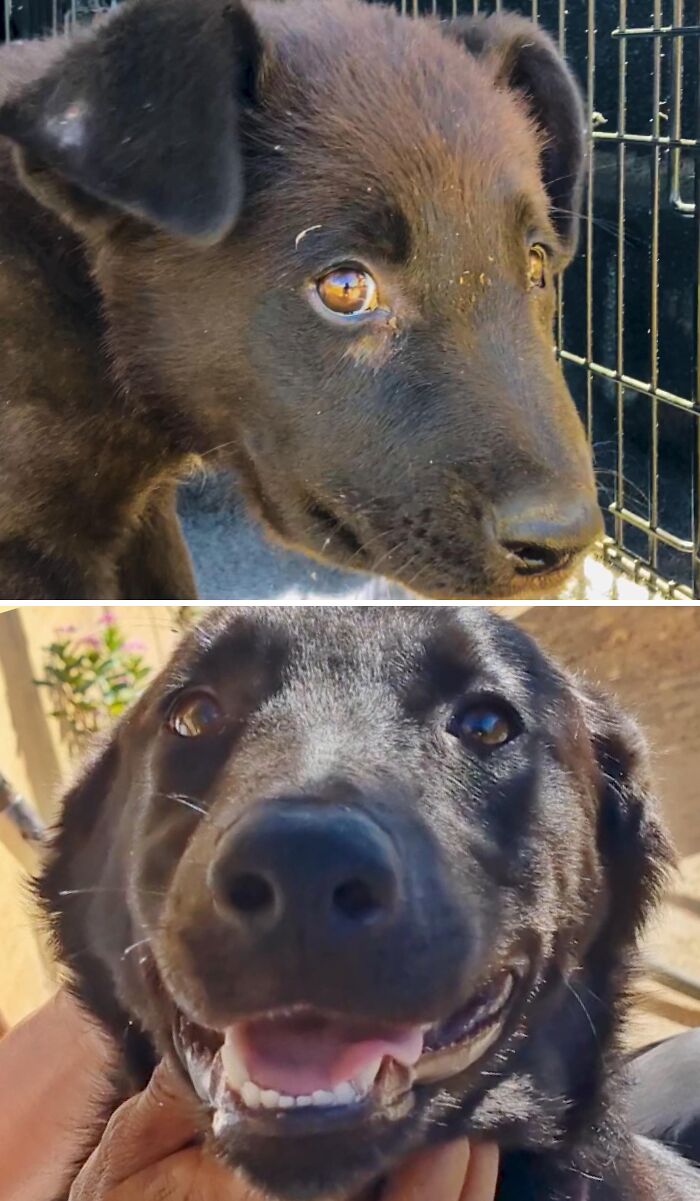39 Dogs Who Went From Neglected To Happy And Healthy, Shared By An Animal Rescue 39 Dogs Who Went From Neglected To Happy And Healthy, Shared By An Animal Rescue