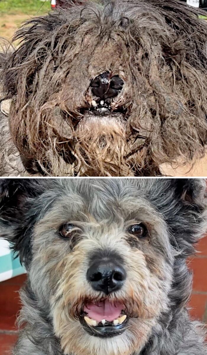 39 Dogs Who Went From Neglected To Happy And Healthy, Shared By An Animal Rescue 39 Dogs Who Went From Neglected To Happy And Healthy, Shared By An Animal Rescue