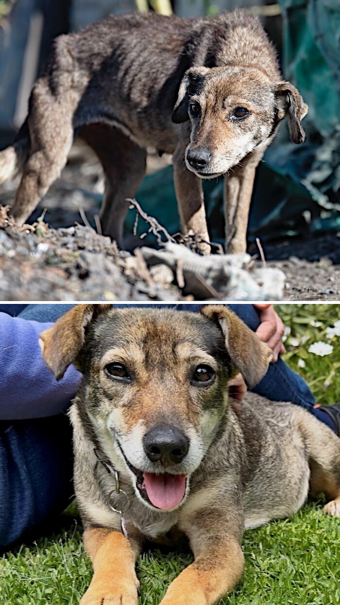 39 Dogs Who Went From Neglected To Happy And Healthy, Shared By An Animal Rescue 39 Dogs Who Went From Neglected To Happy And Healthy, Shared By An Animal Rescue