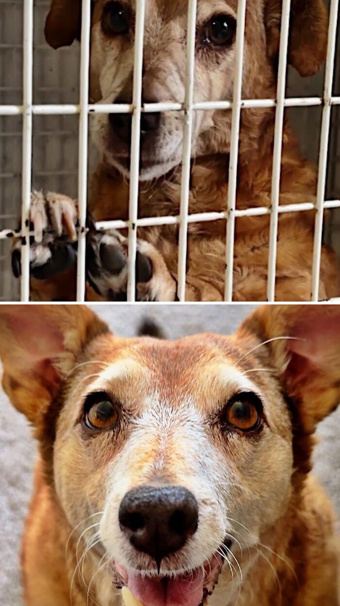 39 Dogs Who Went From Neglected To Happy And Healthy, Shared By An Animal Rescue 39 Dogs Who Went From Neglected To Happy And Healthy, Shared By An Animal Rescue