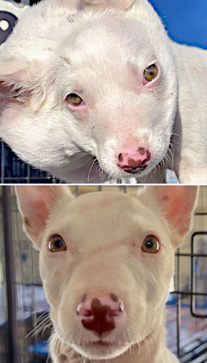 39 Dogs Who Went From Neglected To Happy And Healthy, Shared By An Animal Rescue 39 Dogs Who Went From Neglected To Happy And Healthy, Shared By An Animal Rescue