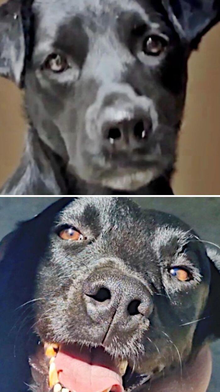 39 Dogs Who Went From Neglected To Happy And Healthy, Shared By An Animal Rescue 39 Dogs Who Went From Neglected To Happy And Healthy, Shared By An Animal Rescue
