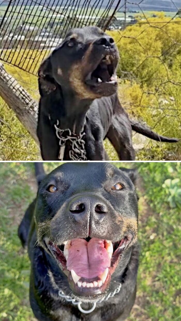39 Dogs Who Went From Neglected To Happy And Healthy, Shared By An Animal Rescue 39 Dogs Who Went From Neglected To Happy And Healthy, Shared By An Animal Rescue