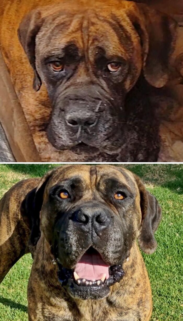 39 Dogs Who Went From Neglected To Happy And Healthy, Shared By An Animal Rescue 39 Dogs Who Went From Neglected To Happy And Healthy, Shared By An Animal Rescue