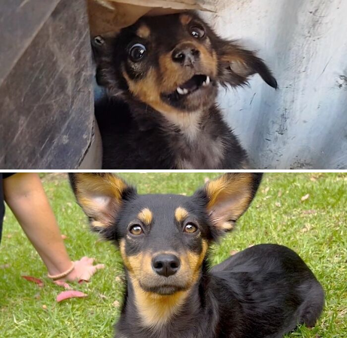 39 Dogs Who Went From Neglected To Happy And Healthy, Shared By An Animal Rescue 39 Dogs Who Went From Neglected To Happy And Healthy, Shared By An Animal Rescue