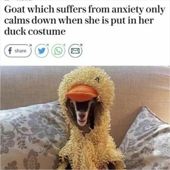75 Hilarious And Unhinged News Headlines That Deserve To Be Shared Again 75 Hilarious And Unhinged News Headlines That Deserve To Be Shared Again