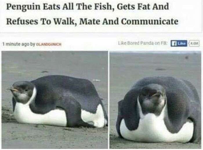 75 Hilarious And Unhinged News Headlines That Deserve To Be Shared Again 75 Hilarious And Unhinged News Headlines That Deserve To Be Shared Again