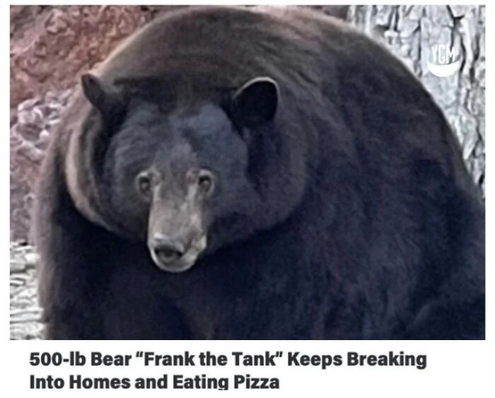 75 Hilarious And Unhinged News Headlines That Deserve To Be Shared Again 75 Hilarious And Unhinged News Headlines That Deserve To Be Shared Again