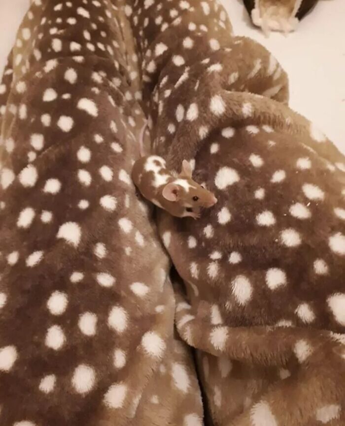 69 Cute, Confusing And Interesting Examples Of Accidental Camouflage 69 Cute, Confusing And Interesting Examples Of Accidental Camouflage