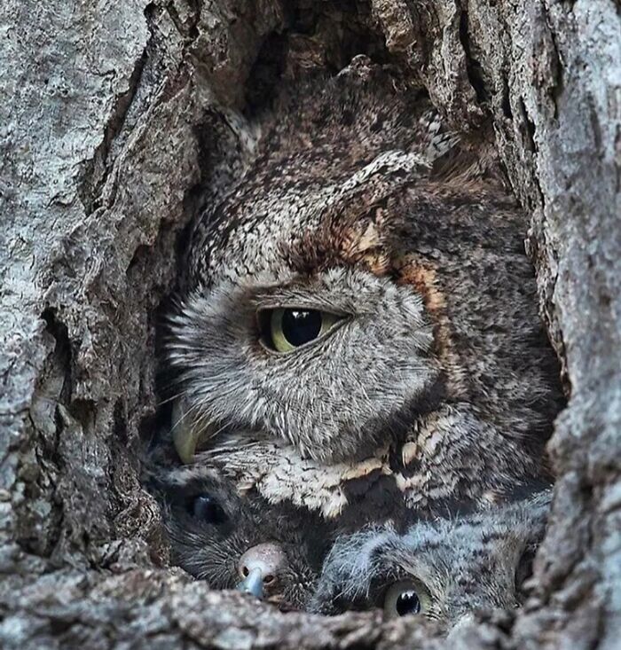 69 Cute, Confusing And Interesting Examples Of Accidental Camouflage 69 Cute, Confusing And Interesting Examples Of Accidental Camouflage