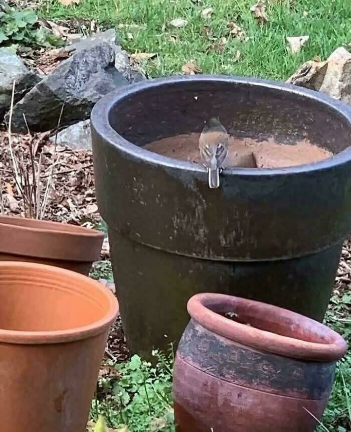 69 Cute, Confusing And Interesting Examples Of Accidental Camouflage 69 Cute, Confusing And Interesting Examples Of Accidental Camouflage