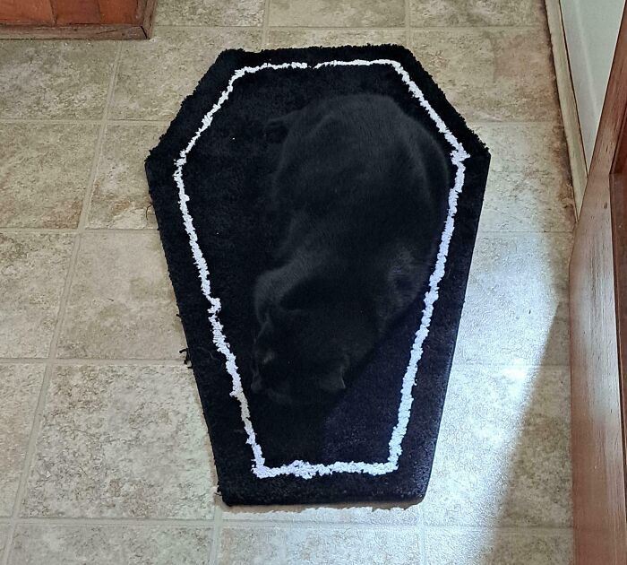 69 Cute, Confusing And Interesting Examples Of Accidental Camouflage 69 Cute, Confusing And Interesting Examples Of Accidental Camouflage