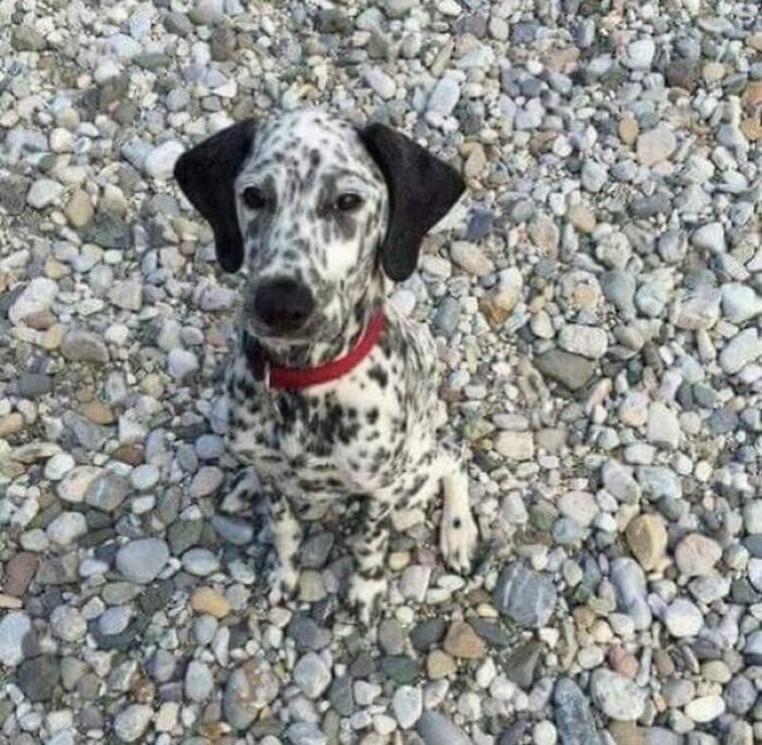 69 Cute, Confusing And Interesting Examples Of Accidental Camouflage 69 Cute, Confusing And Interesting Examples Of Accidental Camouflage
