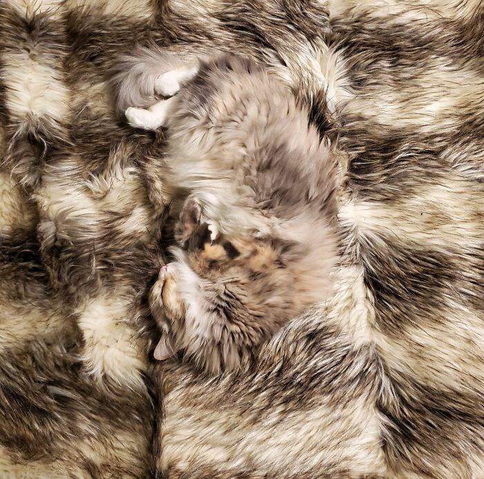 69 Cute, Confusing And Interesting Examples Of Accidental Camouflage 69 Cute, Confusing And Interesting Examples Of Accidental Camouflage