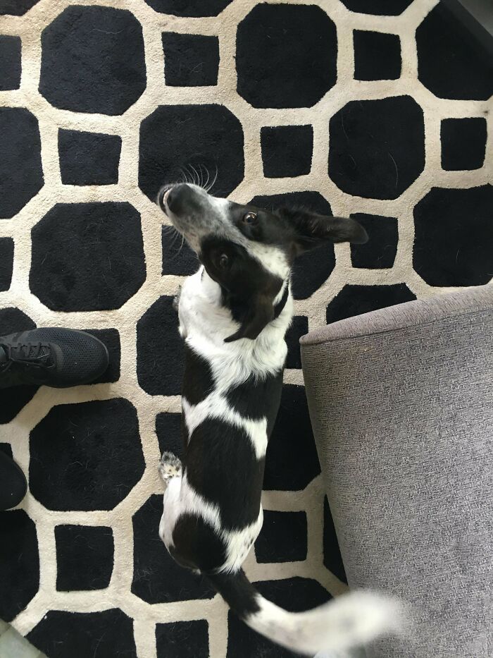69 Cute, Confusing And Interesting Examples Of Accidental Camouflage 69 Cute, Confusing And Interesting Examples Of Accidental Camouflage