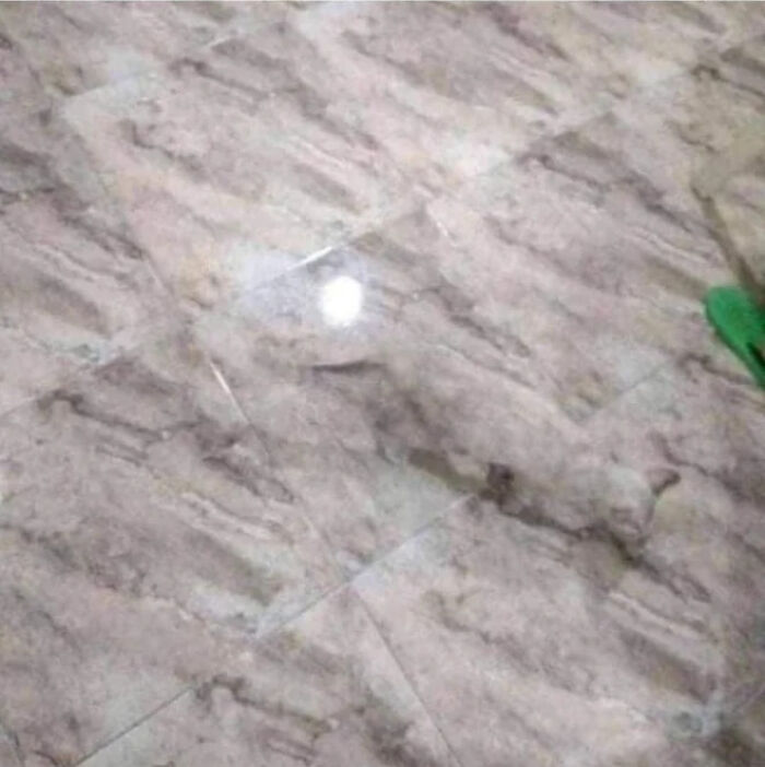 69 Cute, Confusing And Interesting Examples Of Accidental Camouflage 69 Cute, Confusing And Interesting Examples Of Accidental Camouflage