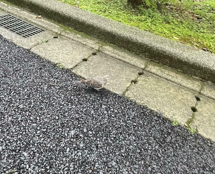 69 Cute, Confusing And Interesting Examples Of Accidental Camouflage 69 Cute, Confusing And Interesting Examples Of Accidental Camouflage