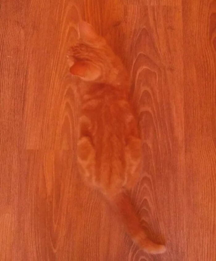 69 Cute, Confusing And Interesting Examples Of Accidental Camouflage 69 Cute, Confusing And Interesting Examples Of Accidental Camouflage