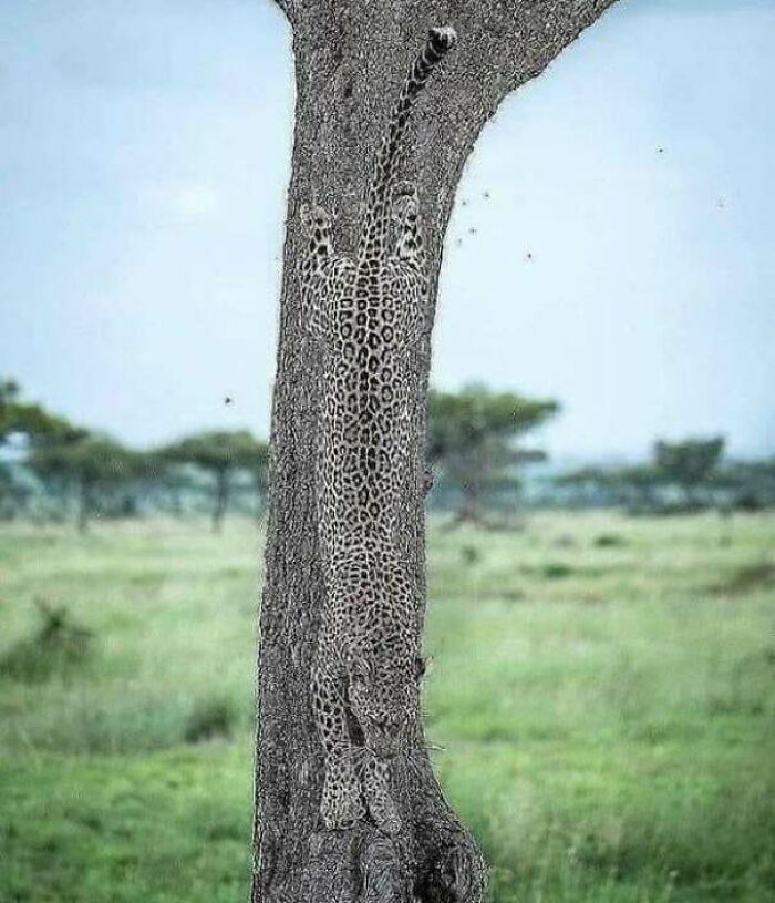 69 Cute, Confusing And Interesting Examples Of Accidental Camouflage 69 Cute, Confusing And Interesting Examples Of Accidental Camouflage