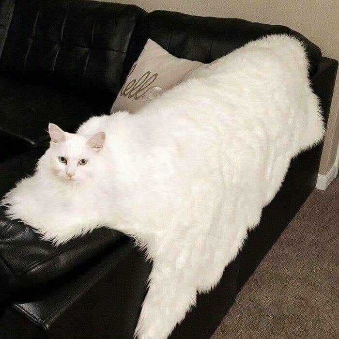 69 Cute, Confusing And Interesting Examples Of Accidental Camouflage 69 Cute, Confusing And Interesting Examples Of Accidental Camouflage