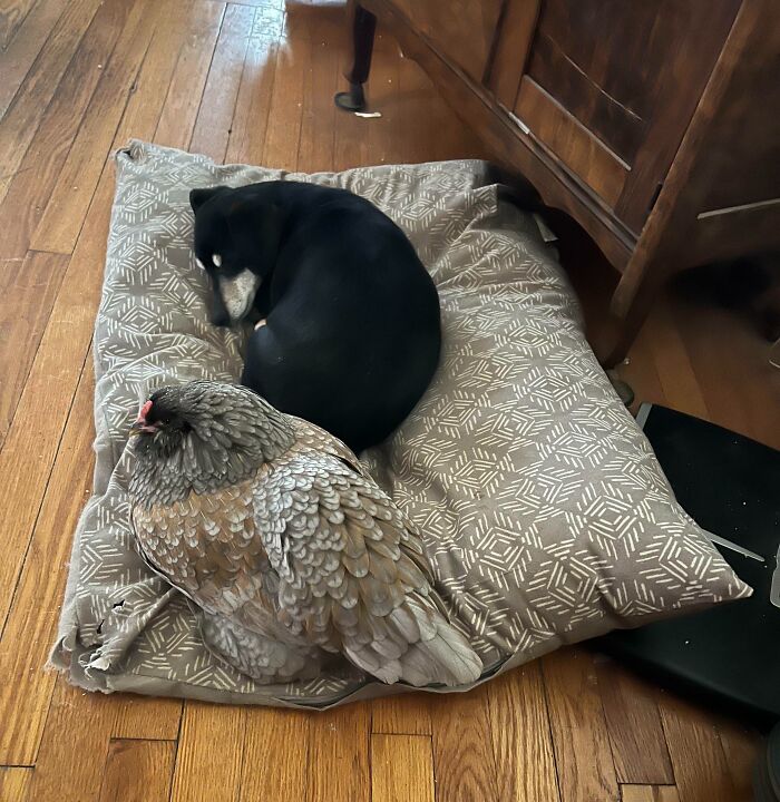69 Cute, Confusing And Interesting Examples Of Accidental Camouflage 69 Cute, Confusing And Interesting Examples Of Accidental Camouflage