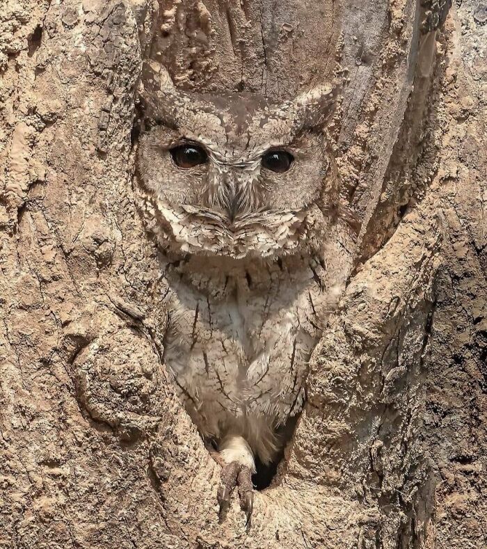 69 Cute, Confusing And Interesting Examples Of Accidental Camouflage 69 Cute, Confusing And Interesting Examples Of Accidental Camouflage