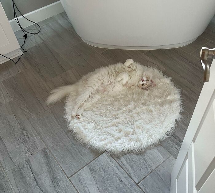 69 Cute, Confusing And Interesting Examples Of Accidental Camouflage 69 Cute, Confusing And Interesting Examples Of Accidental Camouflage