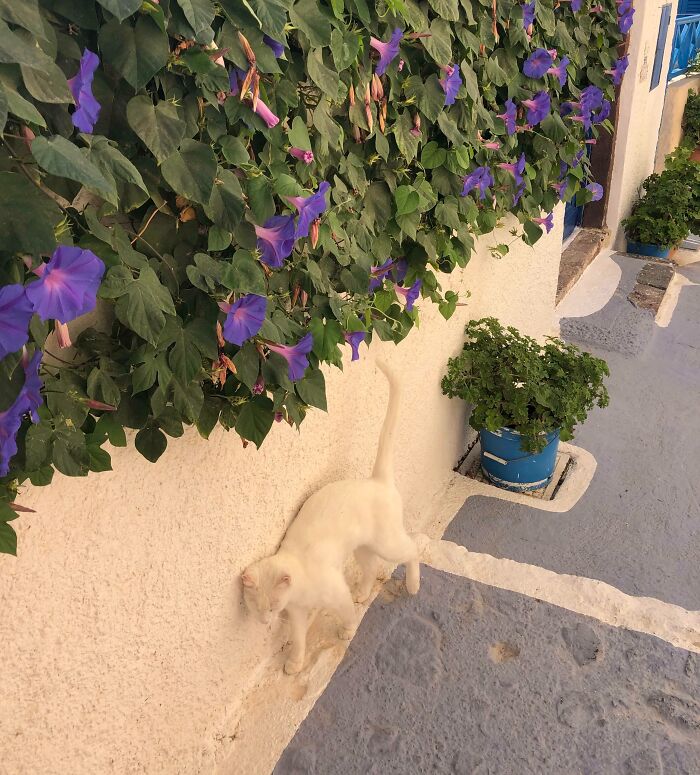 69 Cute, Confusing And Interesting Examples Of Accidental Camouflage 69 Cute, Confusing And Interesting Examples Of Accidental Camouflage