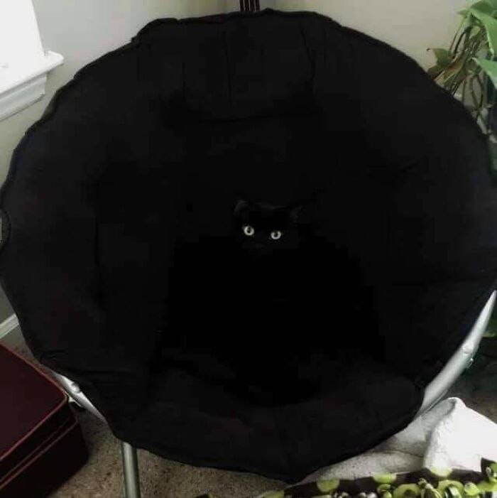 69 Cute, Confusing And Interesting Examples Of Accidental Camouflage 69 Cute, Confusing And Interesting Examples Of Accidental Camouflage