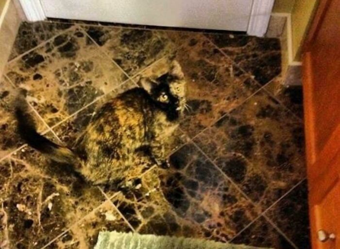69 Cute, Confusing And Interesting Examples Of Accidental Camouflage 69 Cute, Confusing And Interesting Examples Of Accidental Camouflage