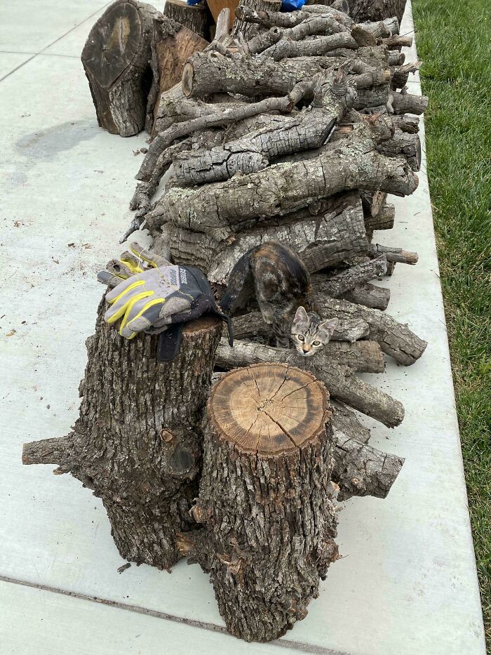 69 Cute, Confusing And Interesting Examples Of Accidental Camouflage 69 Cute, Confusing And Interesting Examples Of Accidental Camouflage