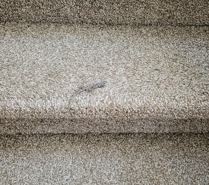 69 Cute, Confusing And Interesting Examples Of Accidental Camouflage 69 Cute, Confusing And Interesting Examples Of Accidental Camouflage